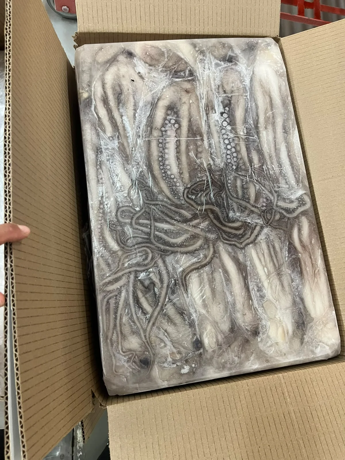 Pulpo individual